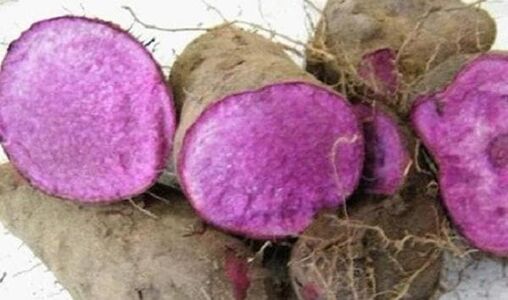 Purple Yam / Ratalu
